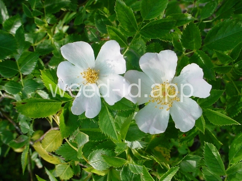 rose, dog